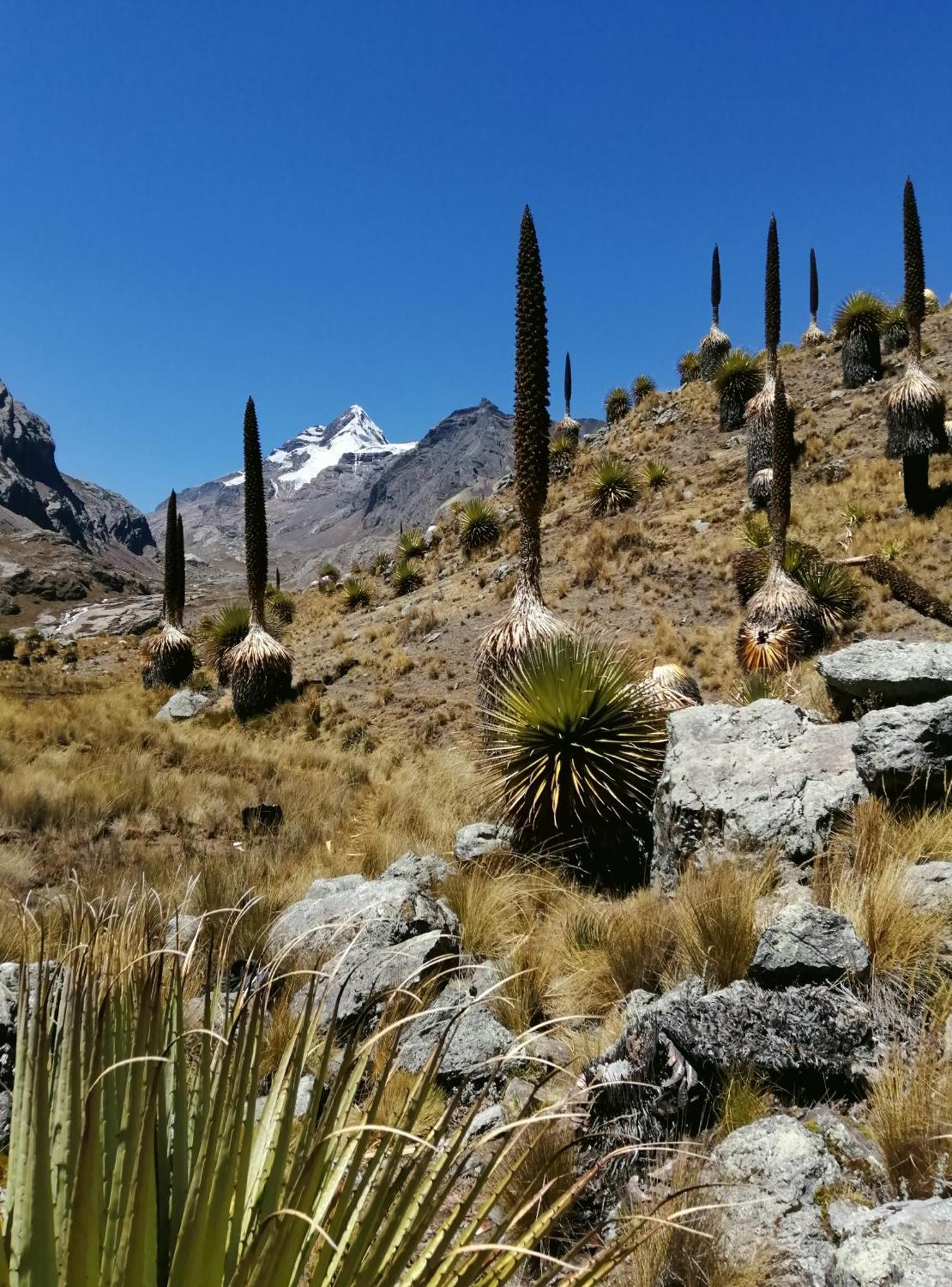 Amazing Huaraz Bed & Breakfast Ngoại thất bức ảnh